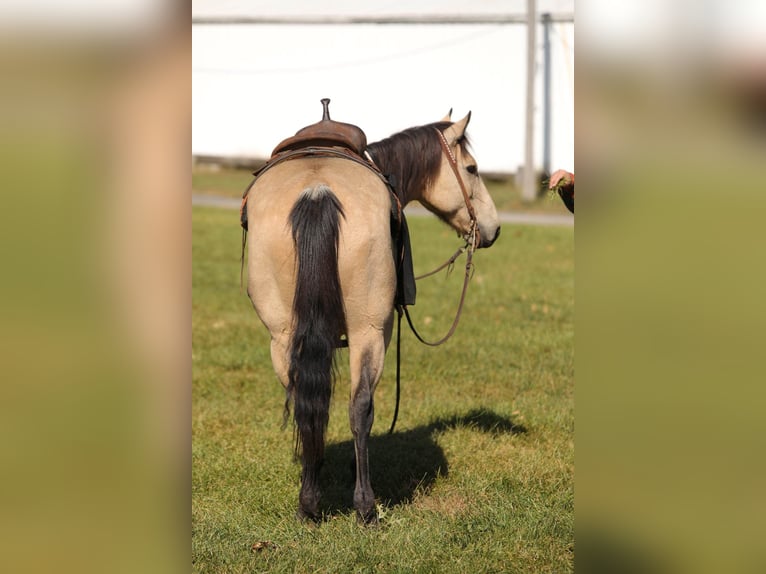 American Quarter Horse Castrone 16 Anni 152 cm Pelle di daino in Charleston IL