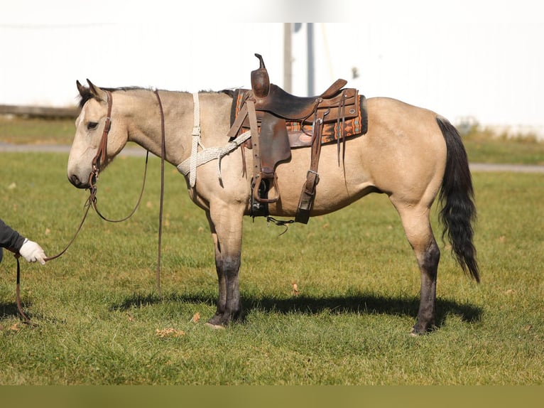 American Quarter Horse Castrone 16 Anni 152 cm Pelle di daino in Charleston IL