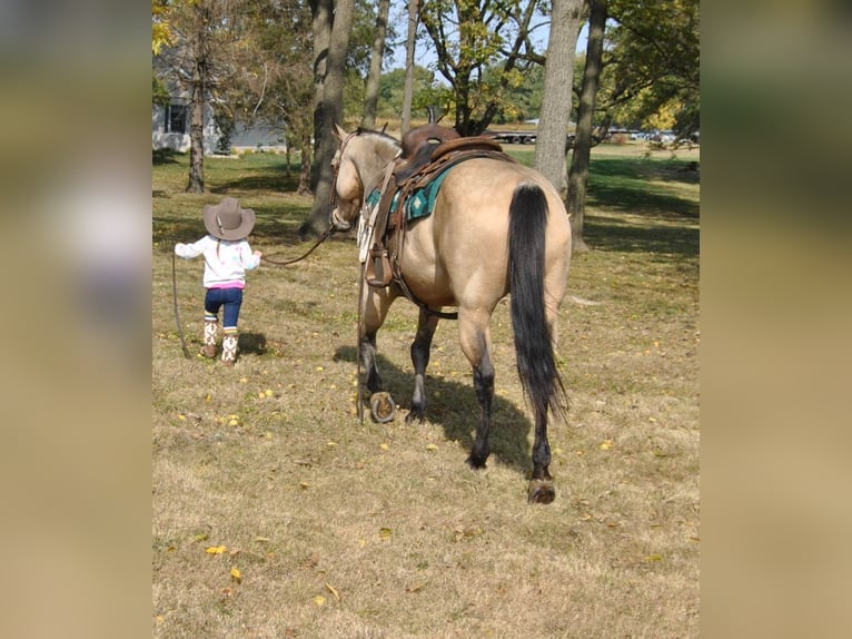 American Quarter Horse Castrone 16 Anni 152 cm Pelle di daino in Charleston IL