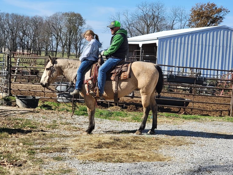 American Quarter Horse Castrone 16 Anni 152 cm Pelle di daino in Charleston IL