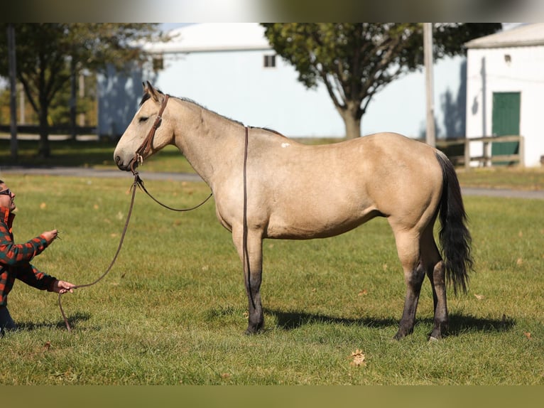 American Quarter Horse Castrone 16 Anni 152 cm Pelle di daino in Charleston IL