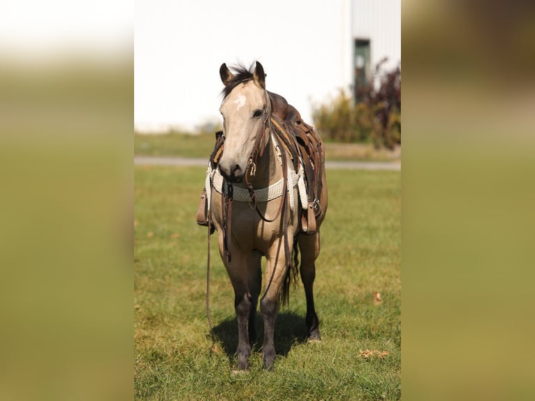 American Quarter Horse Castrone 16 Anni 152 cm Pelle di daino in Charleston IL