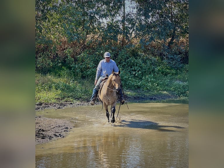 American Quarter Horse Castrone 16 Anni 152 cm Pelle di daino in LINCOLN, CA