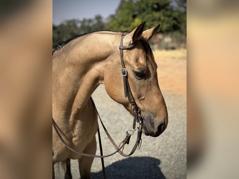 American Quarter Horse Castrone 16 Anni 152 cm Pelle di daino in LINCOLN, CA