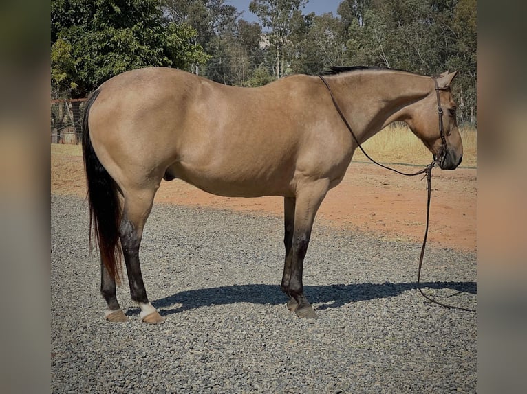 American Quarter Horse Castrone 16 Anni 152 cm Pelle di daino in LINCOLN, CA