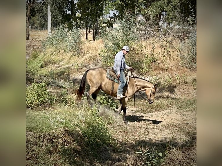 American Quarter Horse Castrone 16 Anni 152 cm Pelle di daino in LINCOLN, CA