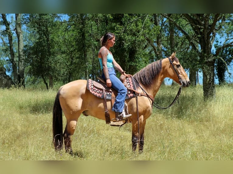 American Quarter Horse Castrone 16 Anni 152 cm Pelle di daino in Pleasant Grove CA