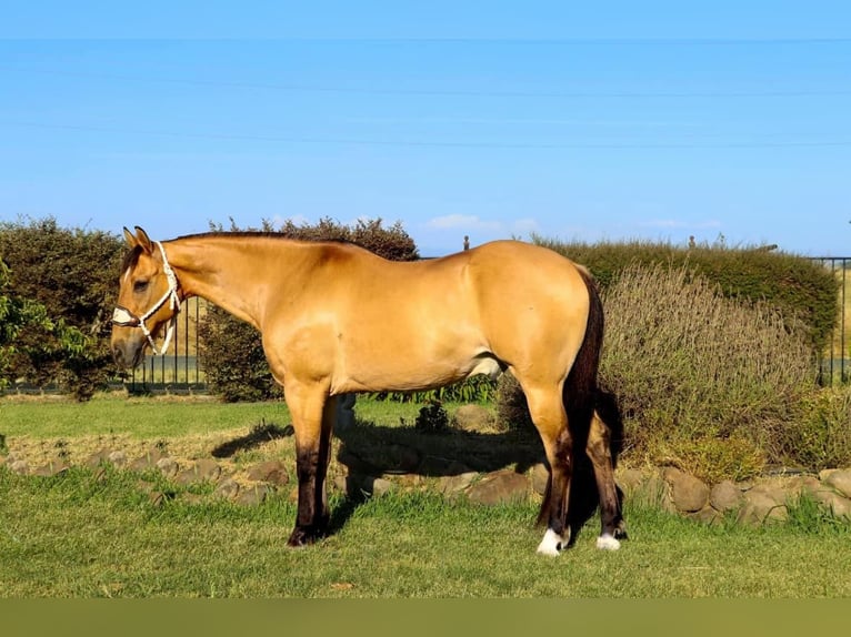 American Quarter Horse Castrone 16 Anni 152 cm Pelle di daino in Pleasant Grove CA
