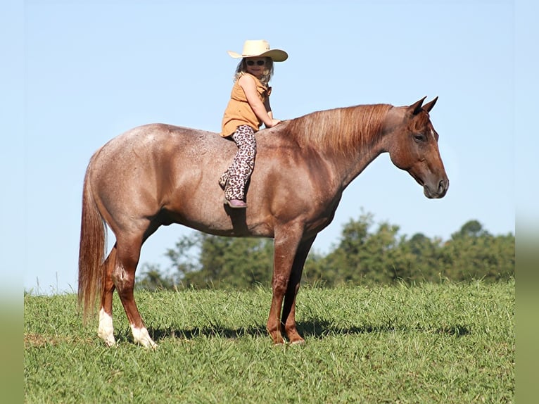 American Quarter Horse Castrone 16 Anni 152 cm Roano rosso in Mount Vernon KY