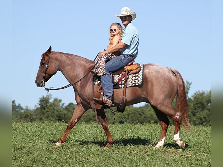 American Quarter Horse Castrone 16 Anni 152 cm Roano rosso in Mount Vernon KY