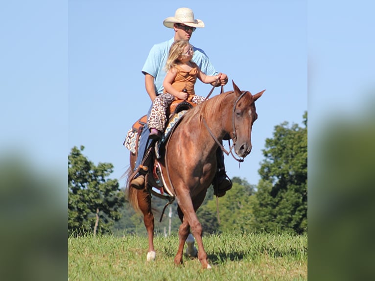 American Quarter Horse Castrone 16 Anni 152 cm Roano rosso in Mount Vernon KY