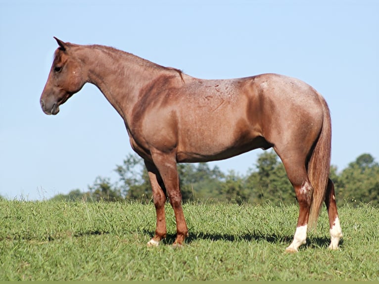 American Quarter Horse Castrone 16 Anni 152 cm Roano rosso in Mount Vernon KY