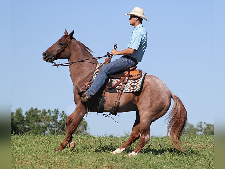 American Quarter Horse Castrone 16 Anni 152 cm Roano rosso in Mount Vernon KY