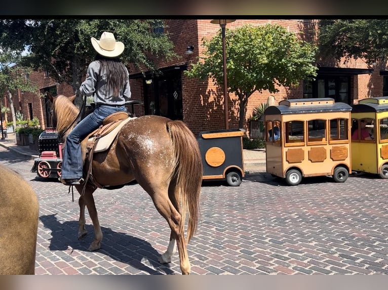 American Quarter Horse Castrone 16 Anni 152 cm Roano rosso in Weatherford TX