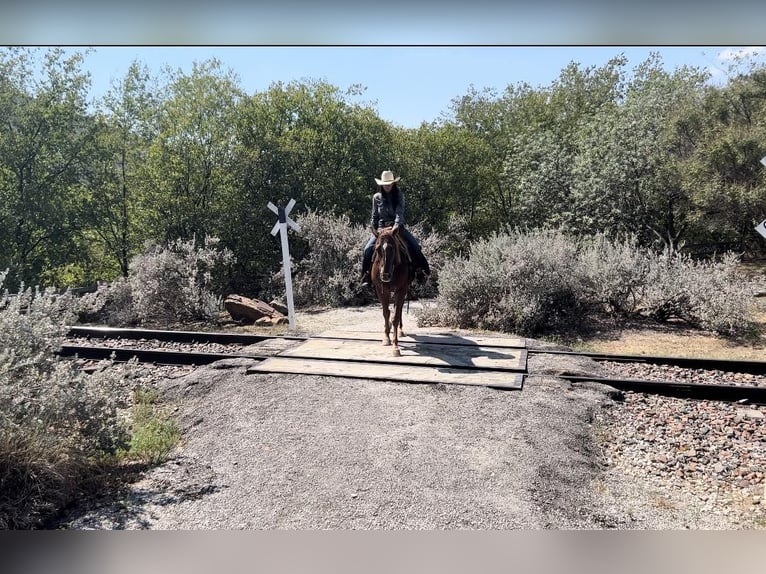 American Quarter Horse Castrone 16 Anni 152 cm Roano rosso in Weatherford TX