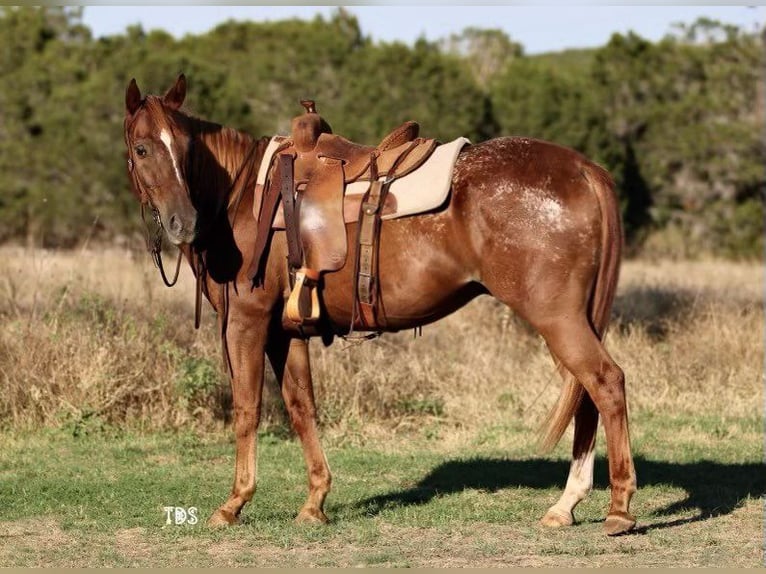 American Quarter Horse Castrone 16 Anni 152 cm Roano rosso in Weatherford TX