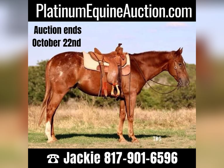 American Quarter Horse Castrone 16 Anni 152 cm Roano rosso in Weatherford TX