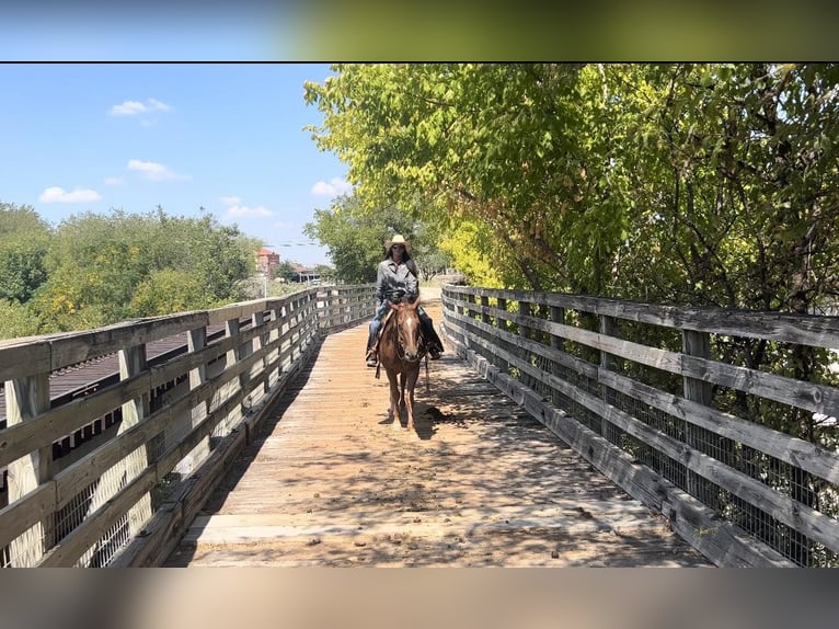 American Quarter Horse Castrone 16 Anni 152 cm Roano rosso in Weatherford TX