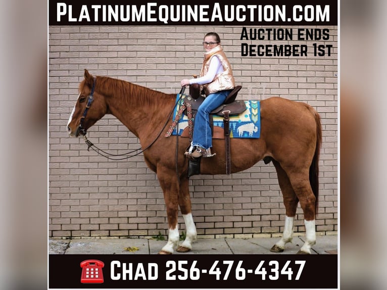 American Quarter Horse Castrone 16 Anni 152 cm Sauro ciliegia in Mt Hope Al