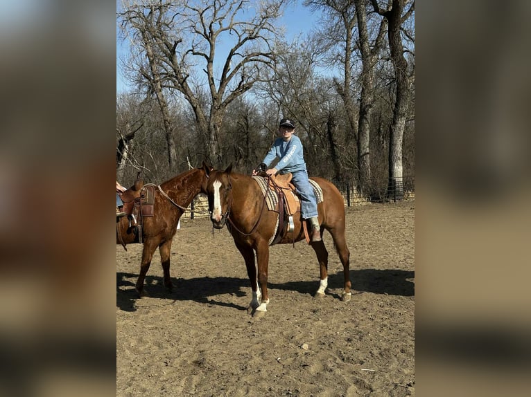 American Quarter Horse Castrone 16 Anni 152 cm Sauro ciliegia in Corsica