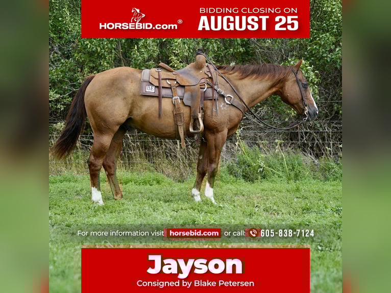 American Quarter Horse Castrone 16 Anni 152 cm Sauro ciliegia in Corsica