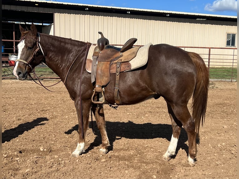 American Quarter Horse Castrone 16 Anni 152 cm Sauro scuro in Dennis