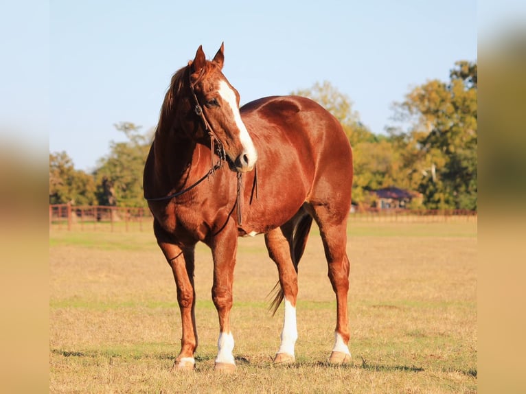 American Quarter Horse Castrone 16 Anni 152 cm Sauro scuro in Dennis