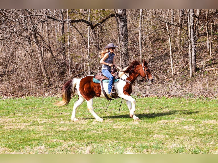 American Quarter Horse Castrone 16 Anni 152 cm Tobiano-tutti i colori in Hillsboro KY