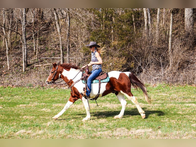 American Quarter Horse Castrone 16 Anni 152 cm Tobiano-tutti i colori in Hillsboro KY
