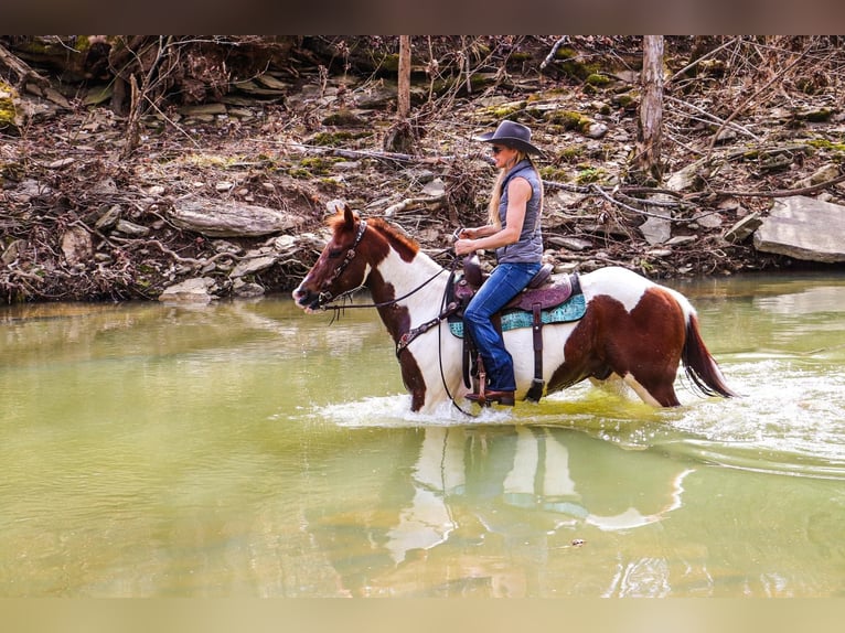 American Quarter Horse Castrone 16 Anni 152 cm Tobiano-tutti i colori in Hillsboro KY