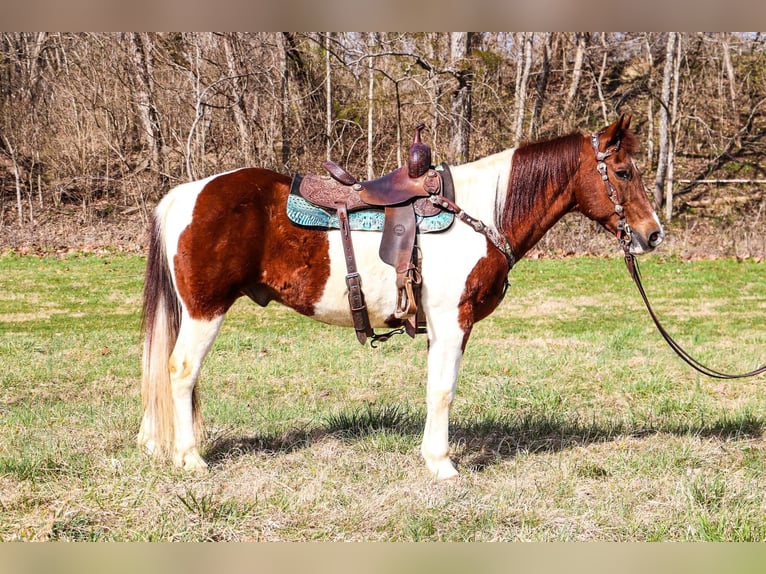 American Quarter Horse Castrone 16 Anni 152 cm Tobiano-tutti i colori in Hillsboro KY