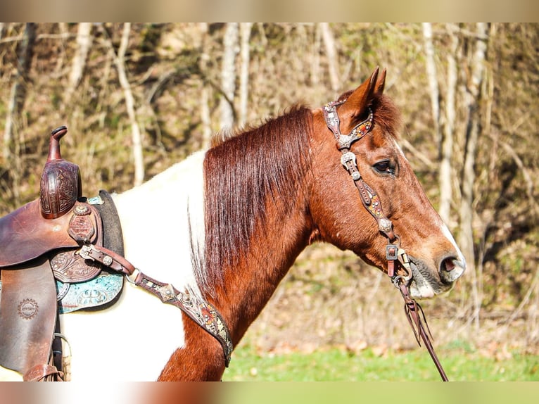 American Quarter Horse Castrone 16 Anni 152 cm Tobiano-tutti i colori in Hillsboro KY