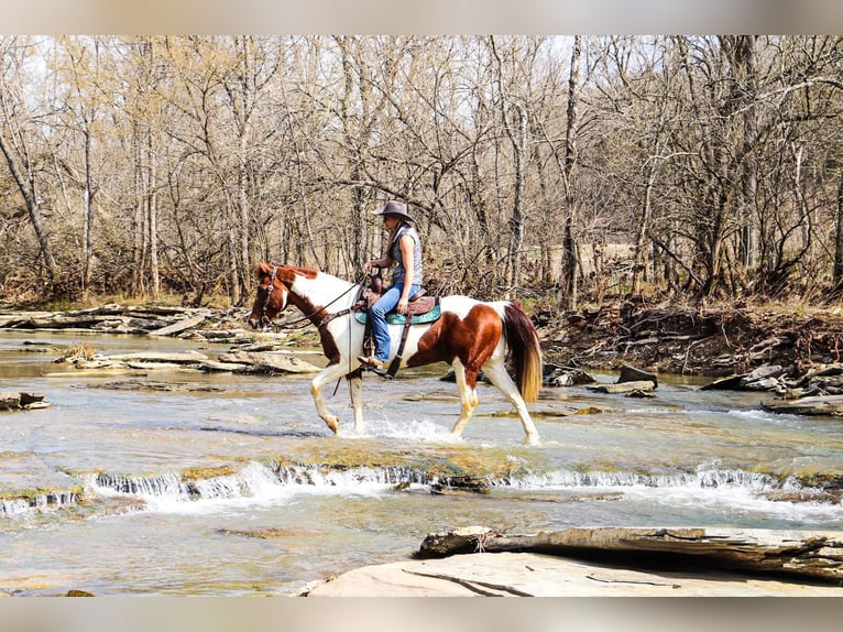 American Quarter Horse Castrone 16 Anni 152 cm Tobiano-tutti i colori in Hillsboro KY