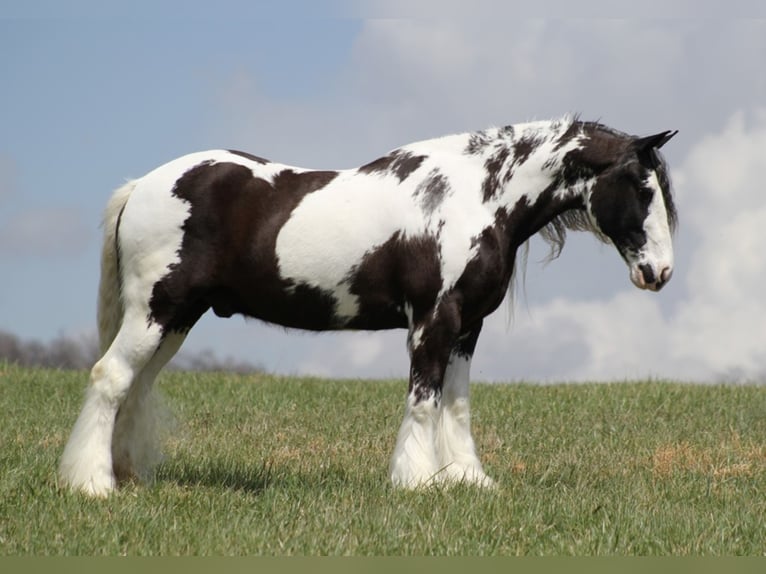 American Quarter Horse Castrone 16 Anni 152 cm Tobiano-tutti i colori in Brodhead, KY