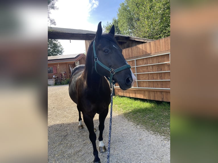American Quarter Horse Mix Castrone 16 Anni 153 cm Morello in Pürgen