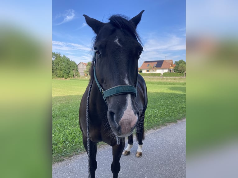 American Quarter Horse Mix Castrone 16 Anni 153 cm Morello in Pürgen