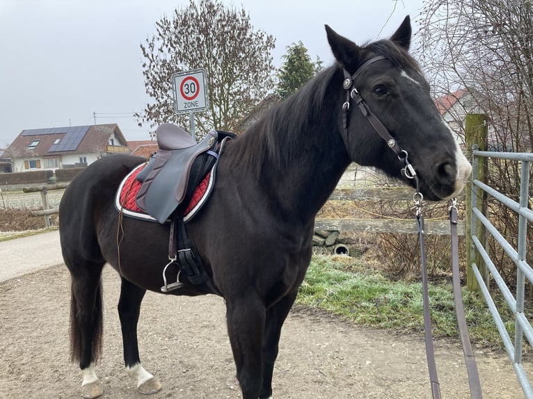 American Quarter Horse Mix Castrone 16 Anni 153 cm Morello in Pürgen