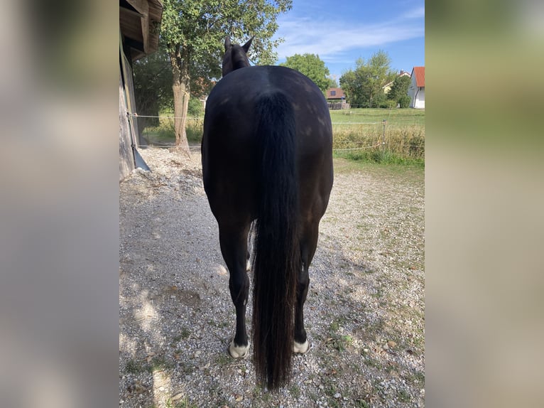 American Quarter Horse Mix Castrone 16 Anni 153 cm Morello in Pürgen