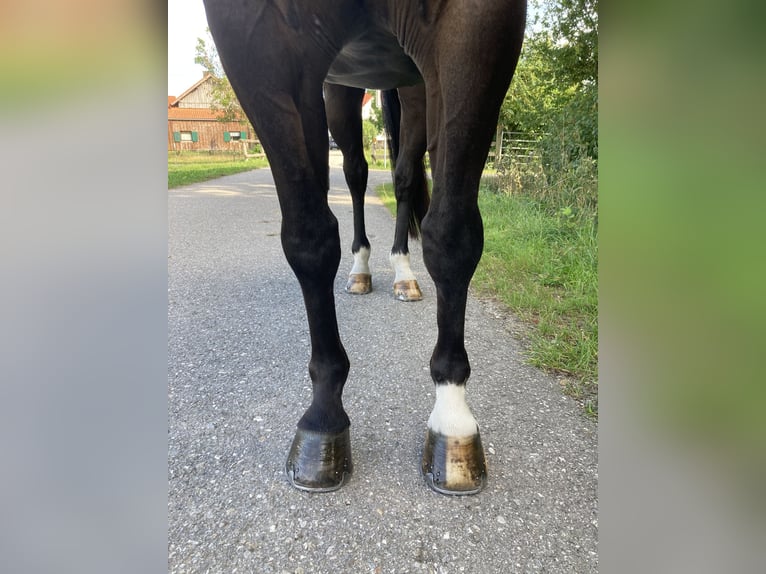 American Quarter Horse Mix Castrone 16 Anni 153 cm Morello in Pürgen