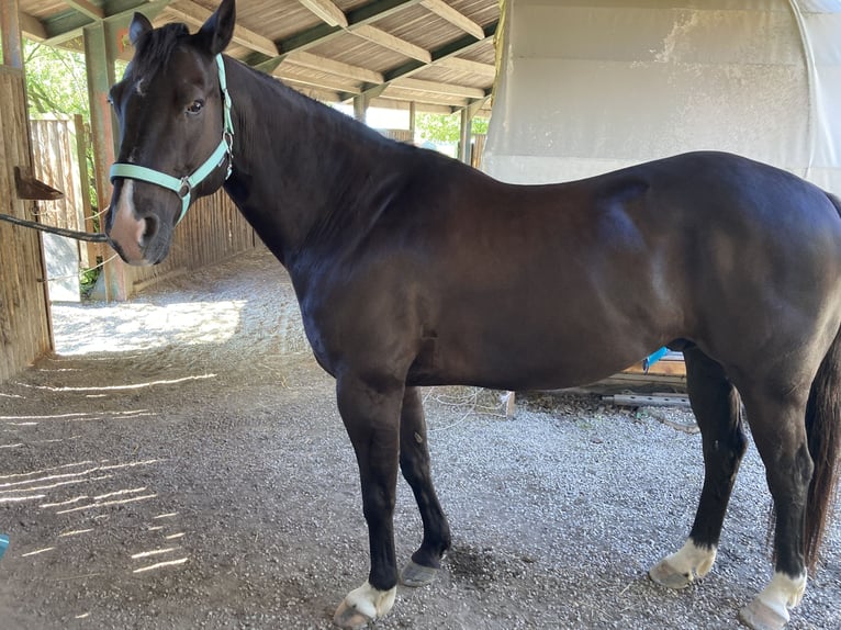 American Quarter Horse Mix Castrone 16 Anni 153 cm Morello in Pürgen