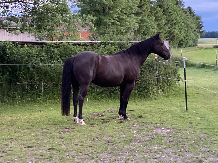 American Quarter Horse Mix Castrone 16 Anni 153 cm Morello in Pürgen