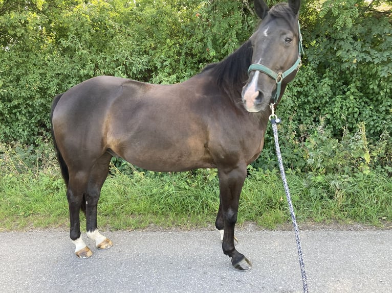 American Quarter Horse Mix Castrone 16 Anni 153 cm Morello in Pürgen