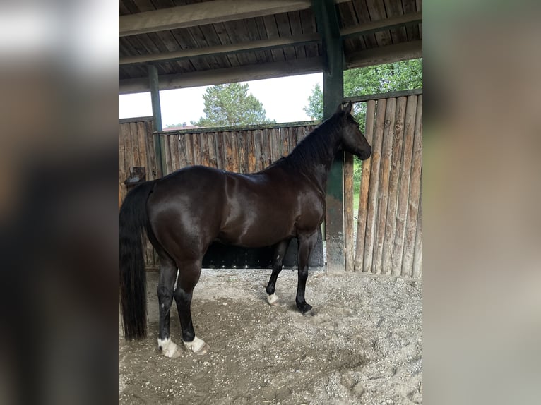 American Quarter Horse Mix Castrone 16 Anni 153 cm Morello in Pürgen