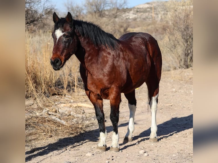 American Quarter Horse Castrone 16 Anni 155 cm Baio ciliegia in Camp Verde AZ