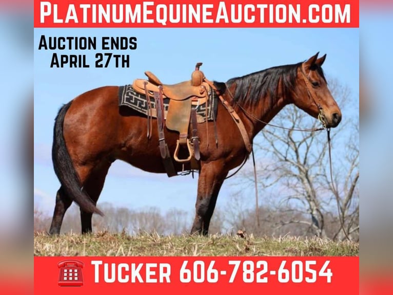 American Quarter Horse Castrone 16 Anni 155 cm Baio ciliegia in Cleveland TN