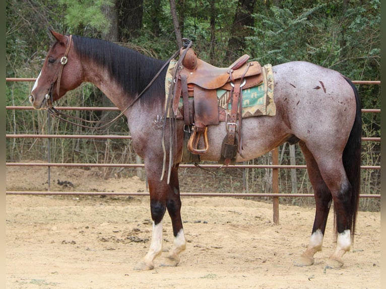 American Quarter Horse Castrone 16 Anni 155 cm Baio roano in Rusk TX