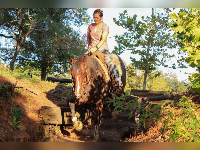 American Quarter Horse Castrone 16 Anni 155 cm Baio roano in Rusk TX