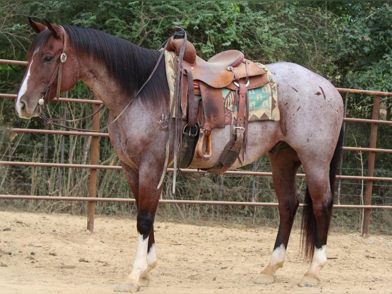 American Quarter Horse Castrone 16 Anni 155 cm Baio roano in Rusk TX