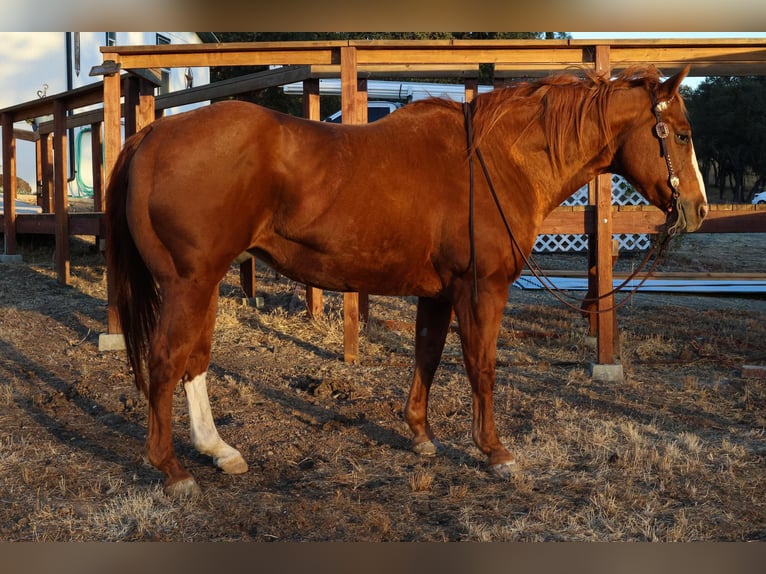 American Quarter Horse Castrone 16 Anni 155 cm in Valley Springs CA