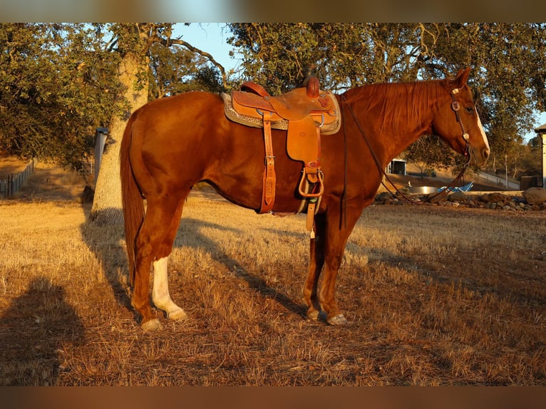American Quarter Horse Castrone 16 Anni 155 cm in Valley Springs CA